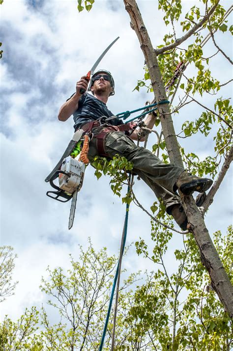 Choosing Tree Trimming And Pruning Services Kinnucan Tree Experts