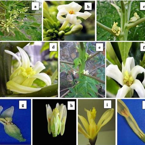 Types Of Papaya Plants And Flowers On The Basis Of Different Sex Download Scientific Diagram