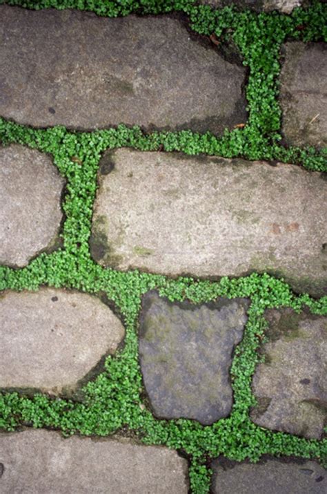 How To Plant Between Flagstone Hunker In 2020 Ground Cover