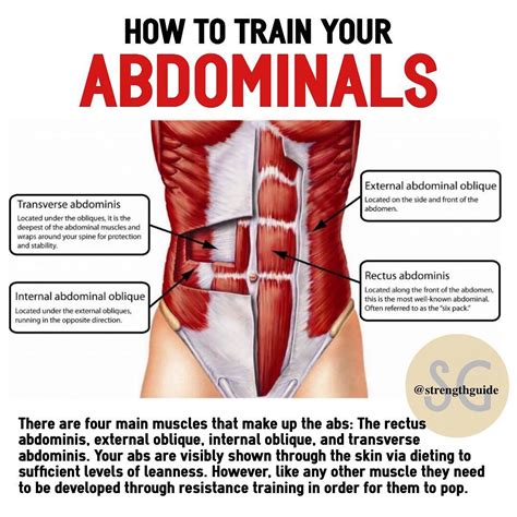 The Rectus Abdominis Functions To Flex The Spine Like A Crunch And Assists In Rotation Of The