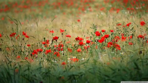 Download Poppies In The Field Wallpaper 1920x1080