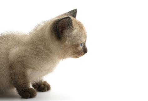 Siamese Cat Side View Stock Photos Pictures And Royalty Free Images Istock