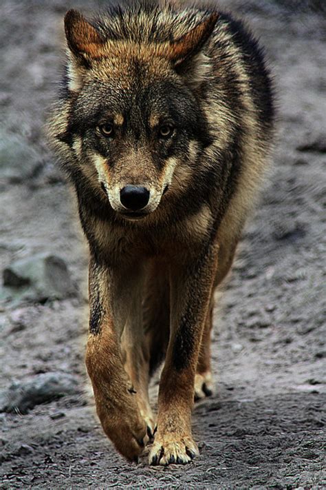 Iberian Wolf Canis Lupus Signatus By Whitespiritwolf