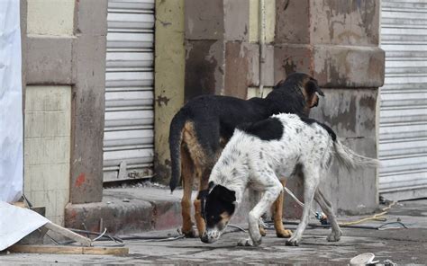 Se Agrava Problemática De Perros Callejeros Pet Society Laguna El