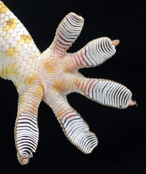 Photos Scientists Find Key To Geckos Sticky Feet Gecko Animal
