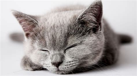 Wallpaper Cat Cute Sleep 5k Animals 16152