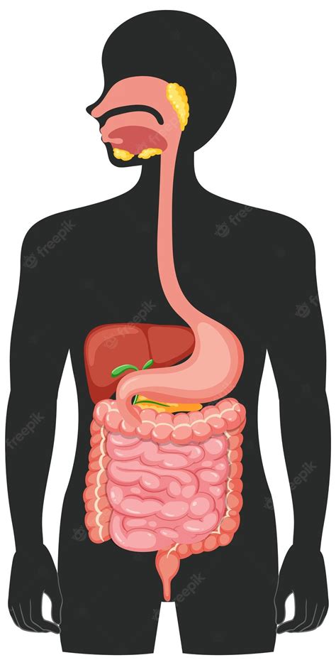 Human Body Clip Art By Phillip Martin Digestive System Clip Art Library