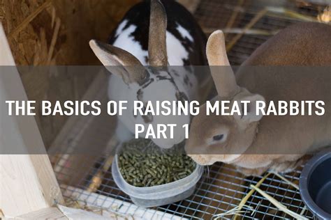 Raising Meat Rabbits Part 1 Raising Rabbits For Meat Meat Rabbits