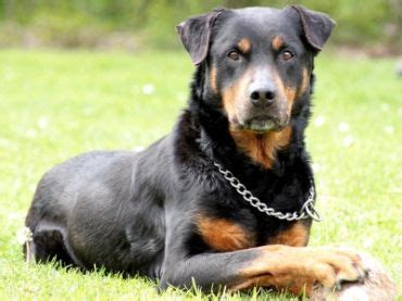 German shepherds, and especially rottweilers, have experienced unfavorable headlines in popular media. German Shepherd Rottweiler Mix - breed info ...