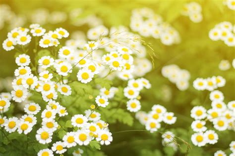 Chamomile Flowers Blossom Summer Sunlight Wallpapers Hd Desktop