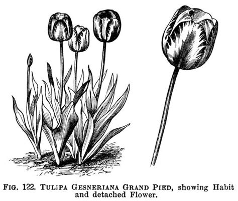 Tulip Gardens Vintage And Art On Clipart Clipartix