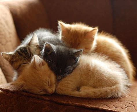 Furrry Pile Sleeping Kitten Cats Kittens Cutest