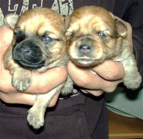 Maybe you would like to learn more about one of these? CHORKIES Chihuahua x Yorkie Puppies For Sale FOR SALE ...