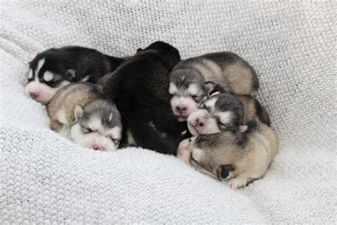 Malamute Puppy Pile Malamute Puppies Puppies Alaskan Malamute Puppies