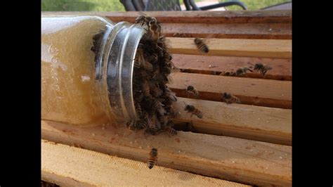 Bees Eating Crystallized Honey Youtube