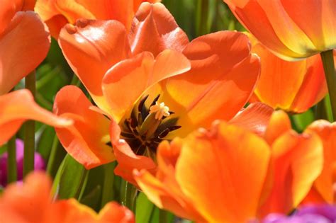 Free Images Petal Tulip Orange Spring Flora Colors Petals