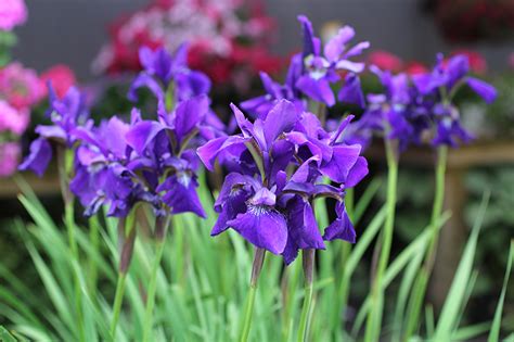 The siberian iris generally grows 2 to 4 feet tall; Ceasar's Brother Iris