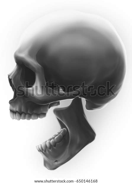 Graphic Detailed Grey Human Skull Profile Stock Illustration 650146168