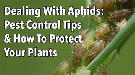 The survey revealed 12 widespread garden pests that give gardeners grief. Dealing With Aphids: Pest Control Tips & How To Protect Your Plants | Organic gardening pest ...