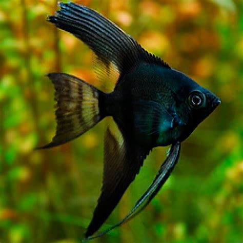 Passer Angelfish Marine Aquarium Fish Angel Fish