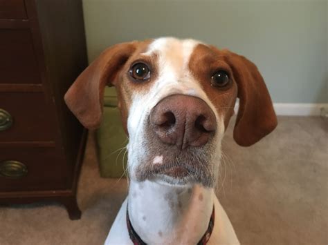 Some Crate Training Helps A Pointer Mix Get Over His Separation Anxiety
