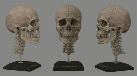 Human Skull Caucasian Male 3d Model Human Skull Skull