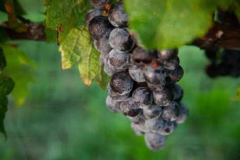 Premium Wine Grapes Long Island Vineyard North Cliff Vineyards Llc