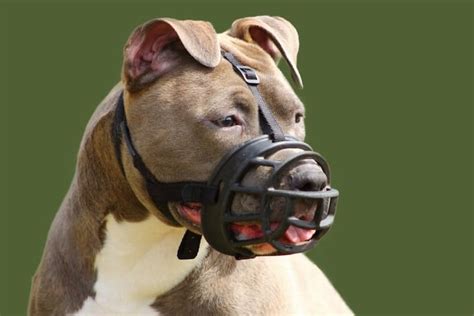 How To Unlock A Pitbulls Jaw Now Lets Get To Know More About A Pit