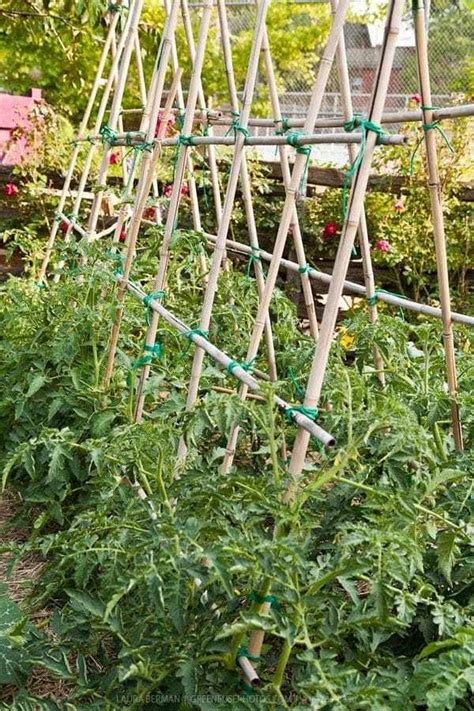 Diy Tomato Trellis Ideas A Must Try For Gardening Enthusiasts In 2023