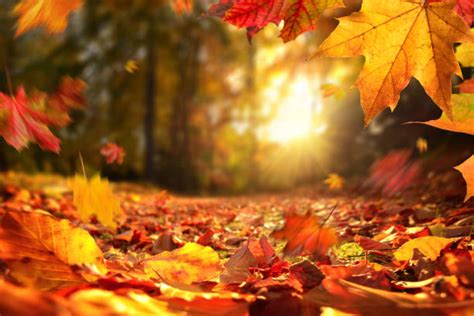 Autumn Leaf Stock Photos Pictures And Royalty Free Images Istock