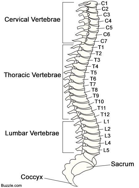 Anatomy Of The Spinal Cord And Its Functions