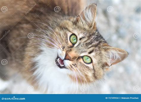 Cat Looking Up And Meowing Cat Meme Stock Pictures And Photos
