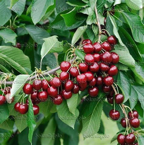 Image Wild Cherry Prunus Avium Stella 454053 Images And Videos