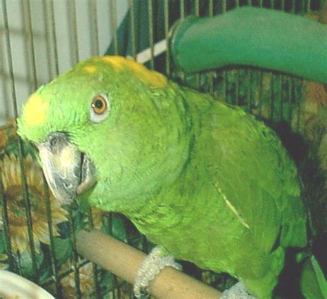 Amazon Parrots Species Focus On Amazons