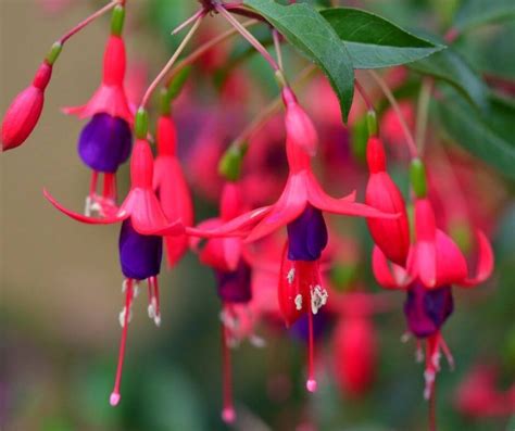 The Most Beautiful Bell Shaped Flowers To Add To Your Garden