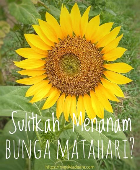 Are you see now top 10 bunga matahari results on the web. Sulitkah Menanam Bunga Matahari?