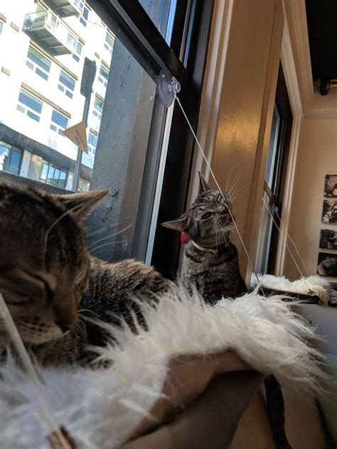 eViL hItMaN cAuGhT oN cAmErA iN tHe MiDdLe Of AsSAsSiNaTiOn AtTeMpT : r