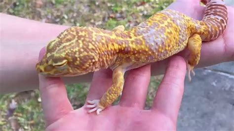 Super Giant Leopard Gecko Project 2016 Leopard Gecko Leopard Gecko