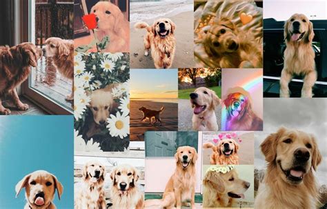 Aesthetic Dog Collage Dog Wallpaper Cute Puppy Wallpaper Golden