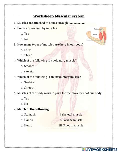 Muscular System Worksheet For Grade 5 Skeletal And Muscular System