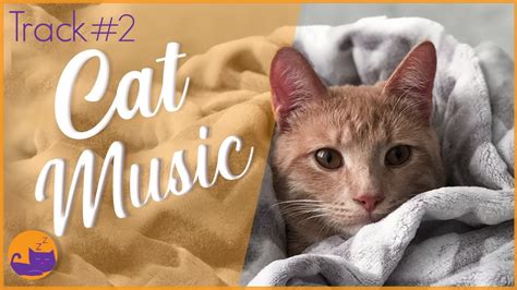 Relax My Cat 2 Intense Bonding Music Deluxe Album Youtube
