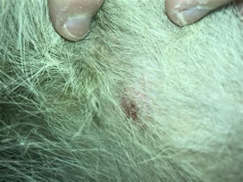 Possible Spay Incision Complication 2 Months Post Op German