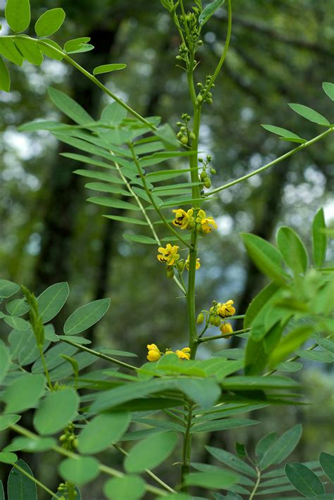 Senna Marilandica Species From Eastern North America Below… Flickr