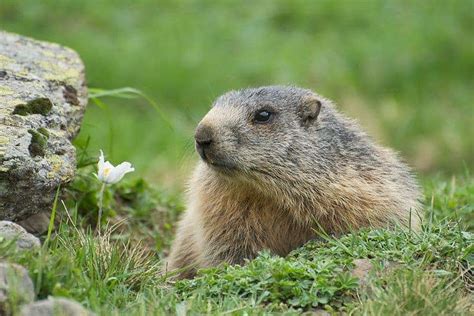 Alpine Marmot (Marmota marmota) - Focusing on Wildlife