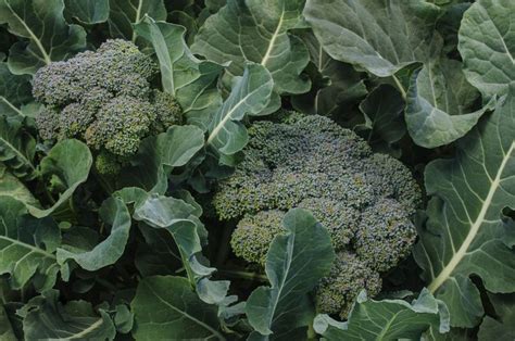 How Does Broccoli Grow