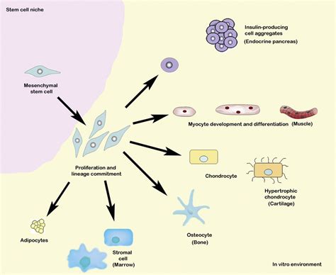Mesenchymal Stem Cells Immunobiology And Role In Immunomodulation And
