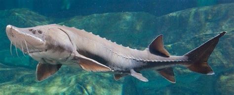 We did not find results for: Leaping Sturgeon Kills 5-Year-Old Little Girl