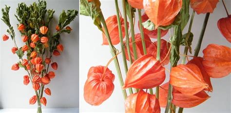 Here's how to do it: Autumn colour with dried flowers | Dried Flower Craft