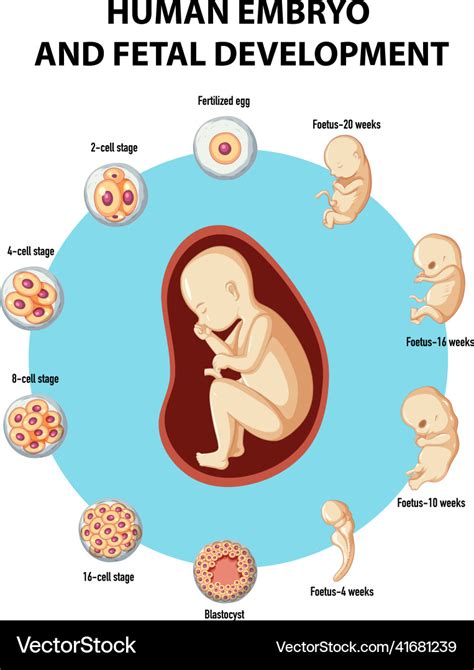 Human Embryo And Fetal Development Infographic Vector Image