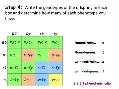 Ppt How To Do A Dihybrid Cross Using A Punnett Square Powerpoint The Best Porn Website